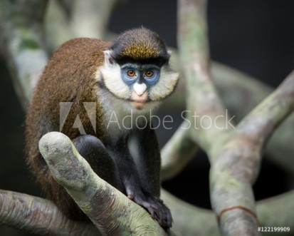 Picture of Schmidts Spot-Nosed Guenon